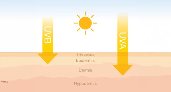 skin layers and uva uvb light